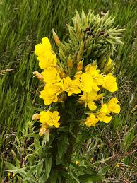 Attēlu rezultāti vaicājumam “Oenothera biennis bud”