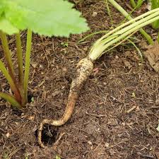 Image result for Pastinake