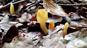 Attēlu rezultāti vaicājumam “Spathularia flavida”