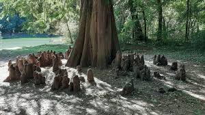 Attēlu rezultāti vaicājumam “Taxodium distichum”