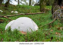 Attēlu rezultāti vaicājumam “Langermania gigantea”