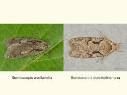 Attēlu rezultāti vaicājumam “Semioscopis avellanella”