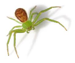 Attēlu rezultāti vaicājumam “Diaea dorsata female”