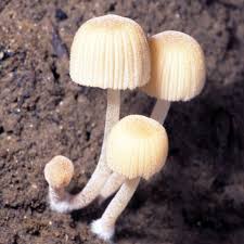 Attēlu rezultāti vaicājumam “Coprinus disseminatus”