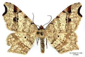 Attēlu rezultāti vaicājumam “Macaria alternata”