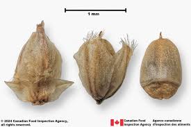 Attēlu rezultāti vaicājumam “Plantago lanceolata bud”