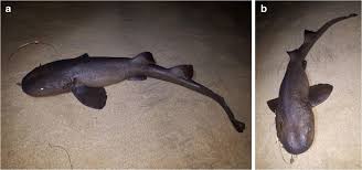 Image result for Ginglymostoma unami