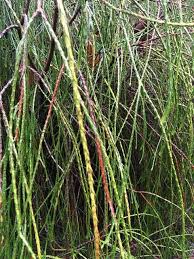Attēlu rezultāti vaicājumam “Thuja plicata flower”
