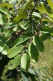 Attēlu rezultāti vaicājumam “Cribraria ferruginea”