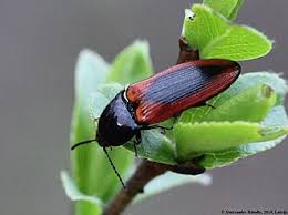 Attēlu rezultāti vaicājumam “Ampedus sanguinolentus”