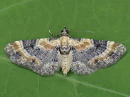 Attēlu rezultāti vaicājumam “Eupithecia linariata”