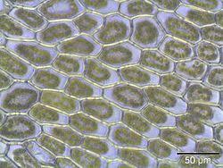 Attēlu rezultāti vaicājumam “Plagiomnium elatum”