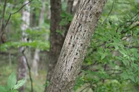 Attēlu rezultāti vaicājumam “Acer rufinerve fruit”