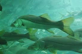 Image result for Centropomus undecimalis