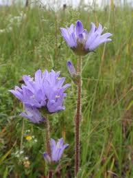Attēlu rezultāti vaicājumam “Campanula cervicaria”
