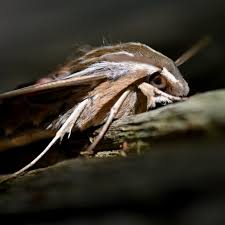 Attēlu rezultāti vaicājumam “Diaphora mendica female”