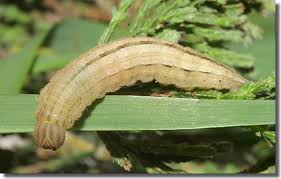 Attēlu rezultāti vaicājumam “Nymphalis xanthomelas larva”