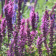 Image result for Salvia nemorosa