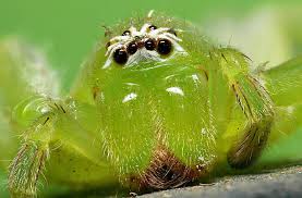 Attēlu rezultāti vaicājumam “Micrommata virescens”