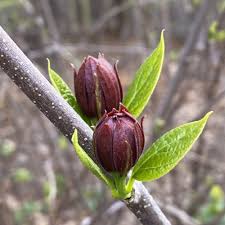 Attēlu rezultāti vaicājumam “Calycanthus floridus”
