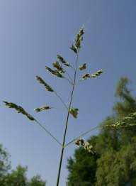 Attēlu rezultāti vaicājumam “Poa humilis”
