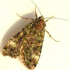 Attēlu rezultāti vaicājumam “Anaplectoides prasina”