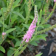 Attēlu rezultāti vaicājumam “Veronica spicata leaf”