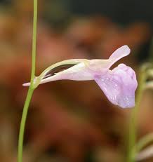 Attēlu rezultāti vaicājumam “Utricularia minor bud”