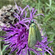 Attēlu rezultāti vaicājumam “Adscita statices”
