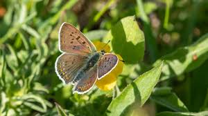 Attēlu rezultāti vaicājumam “Lycaeniinae”