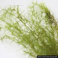 Attēlu rezultāti vaicājumam “Najas tenuissima leaf”