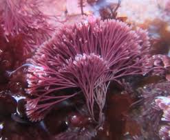 Attēlu rezultāti vaicājumam “Hildenbrandia rivularis”