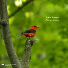 Image result for Piranga olivacea