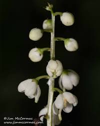 Attēlu rezultāti vaicājumam “Pyrola minor fruit”