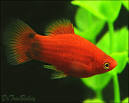 Shop on to buy Aquarium Platy Fish for Sale at AquariumFish.