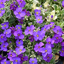 Image result for Aubrieta hybrida (cultorum)