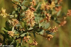 Attēlu rezultāti vaicājumam “Salix myrtilloides”