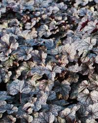Image result for Heuchera `Swirling Fantasy`