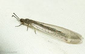 Attēlu rezultāti vaicājumam “Myrmeleontidae imago”