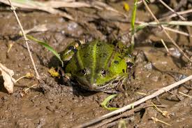 Attēlu rezultāti vaicājumam “Pelophylax juvenile”
