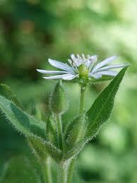 Attēlu rezultāti vaicājumam “Stellaria nemorum flower”