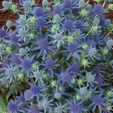 Image result for Edeldistel