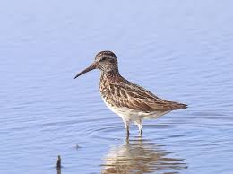 Attēlu rezultāti vaicājumam “Calidris falcinellus adult”