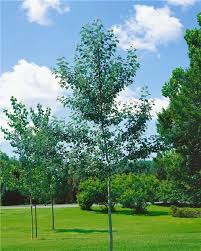 Attēlu rezultāti vaicājumam “Populus alba Nivea”