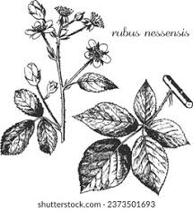 Attēlu rezultāti vaicājumam “Rubus nessensis leaf”