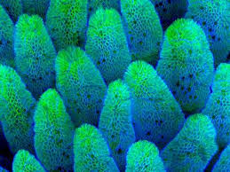 Attēlu rezultāti vaicājumam “Heterotrichia pomiformis (syn. Arcyria pomiformis)”