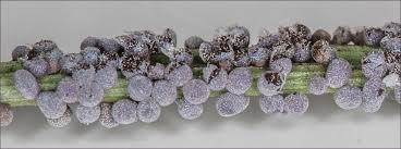 Attēlu rezultāti vaicājumam “Physarum cinereum spores”