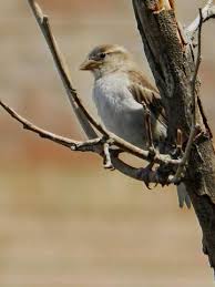 Image result for Passer domesticus