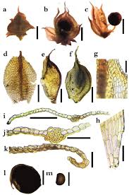 Attēlu rezultāti vaicājumam “Aloina rigida sporophyte”