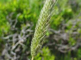 Attēlu rezultāti vaicājumam “Alopecurus pratensis fruit”